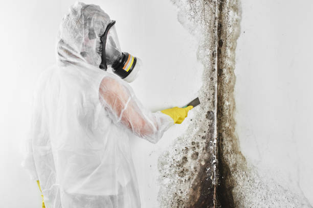 Best Attic Mold Remediation in Marlette, MI