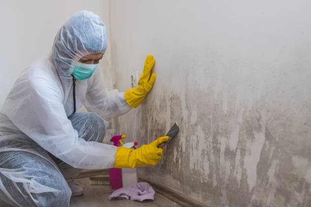 Best HVAC Mold Remediation in Marlette, MI