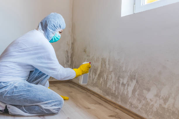 Best Post-Flood Mold Remediation in Marlette, MI