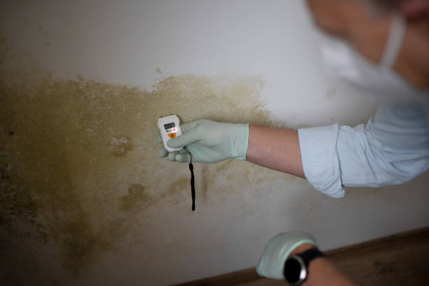 Best Commercial Mold Remediation in Marlette, MI