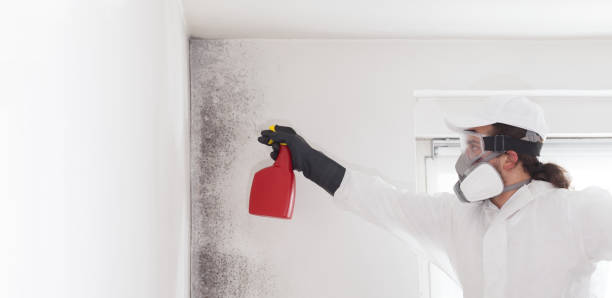 Best DIY Mold Remediation Support Services in Marlette, MI