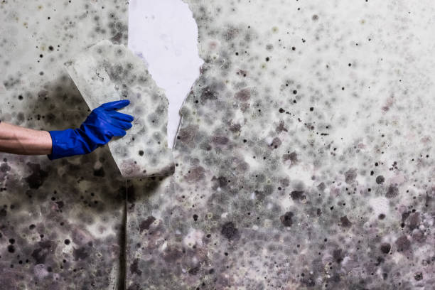 Best Crawl Space Mold Remediation in Marlette, MI