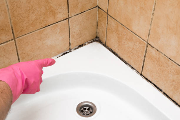 Best Preventive Mold Services in Marlette, MI
